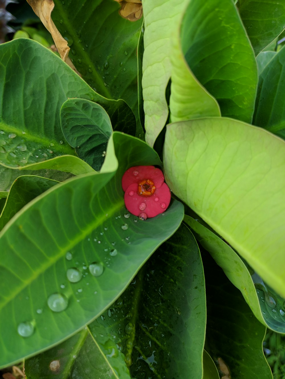 a red flower is surrounded by green leaves