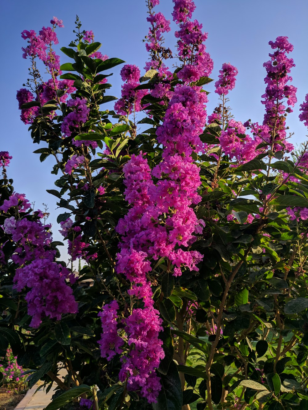 a bush of purple flowers with green leaves