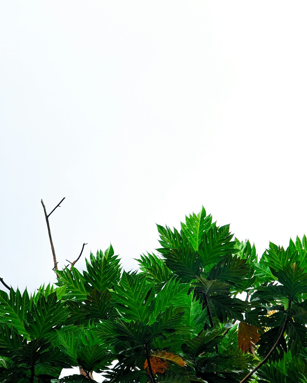 a bird is perched on a tree branch