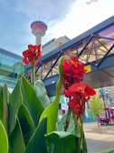 red flowers in front of a building with a tower in the background