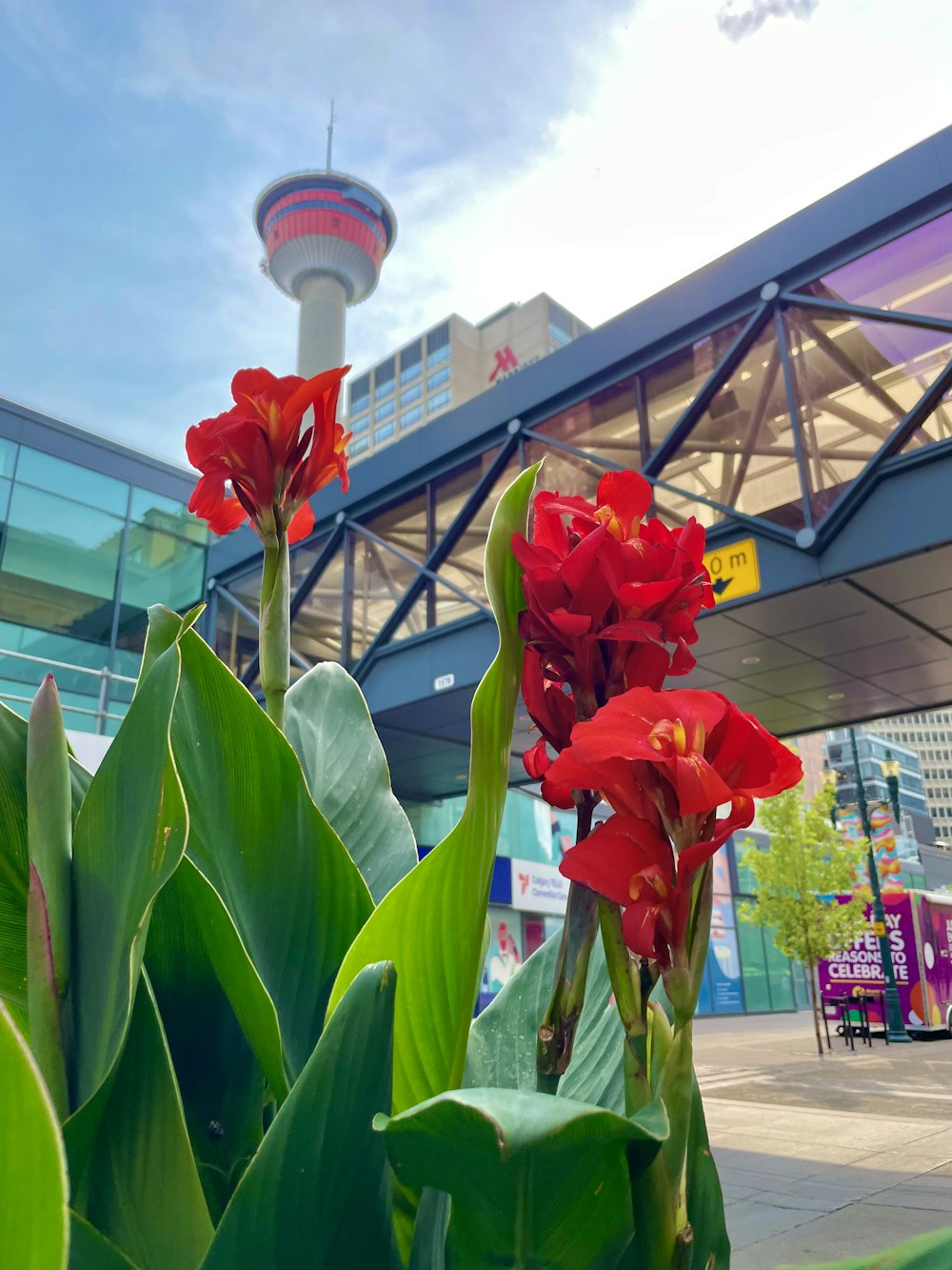 red flowers in front of a building with a tower in the background