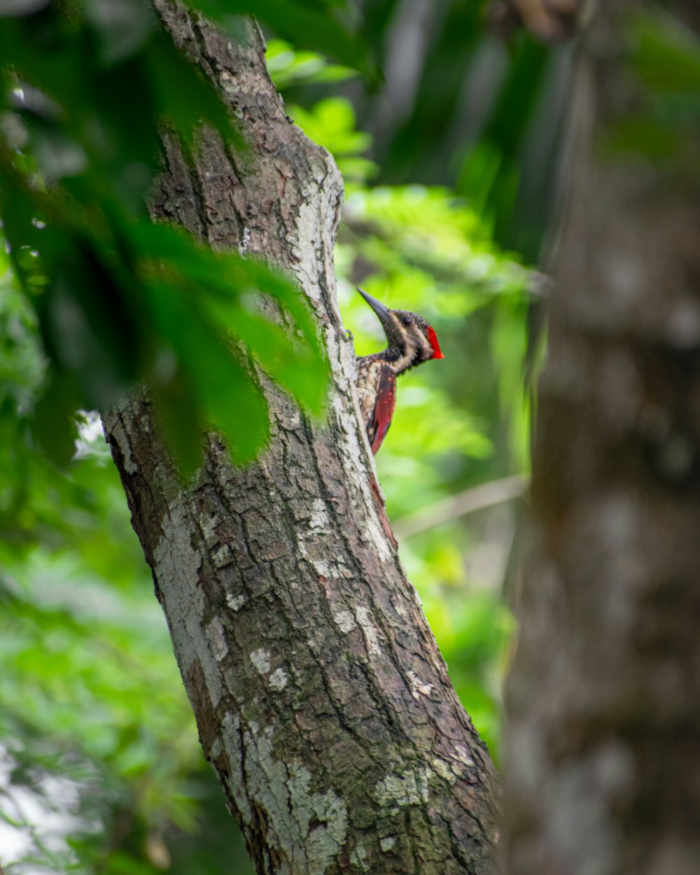 Un pequeño pájaro encaramado en el costado de un árbol