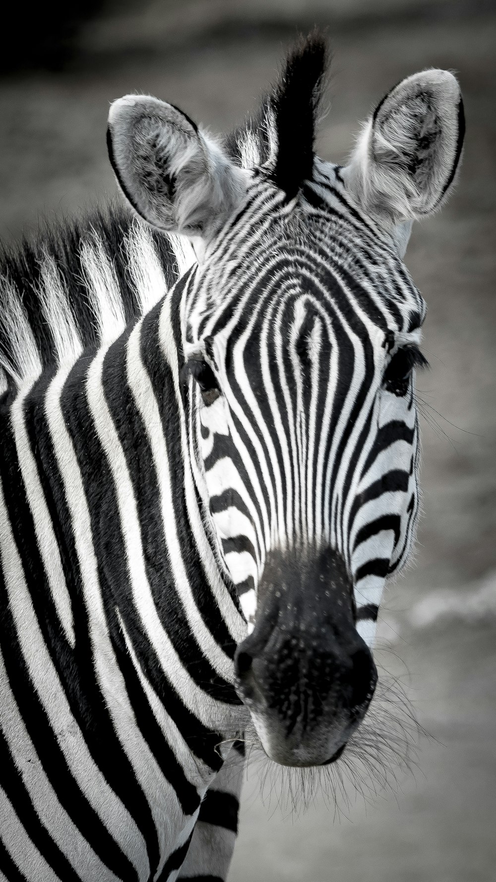 a black and white photo of a zebra
