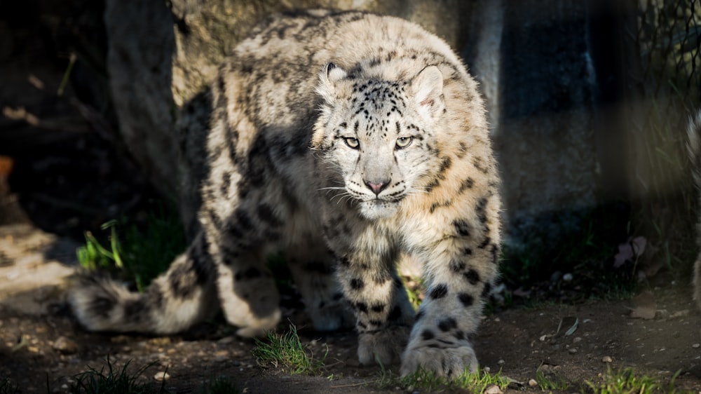 a snow leopard standing next to a tree