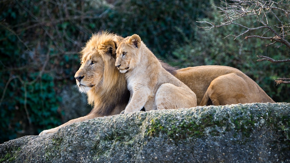 a couple of lions sitting on top of a rock