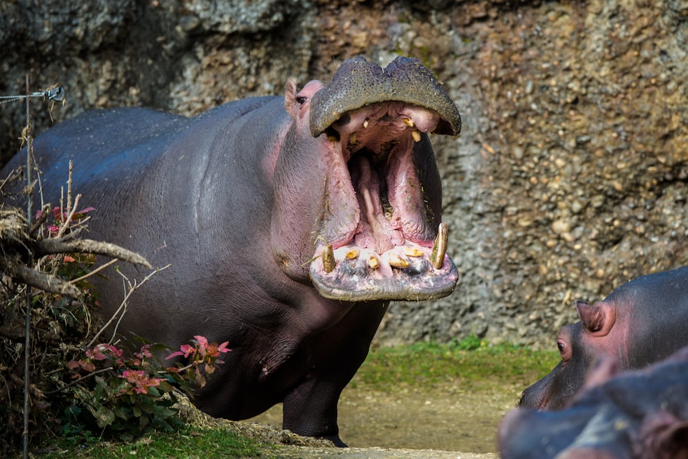 a hippopotamus with its mouth open and it's mouth wide open