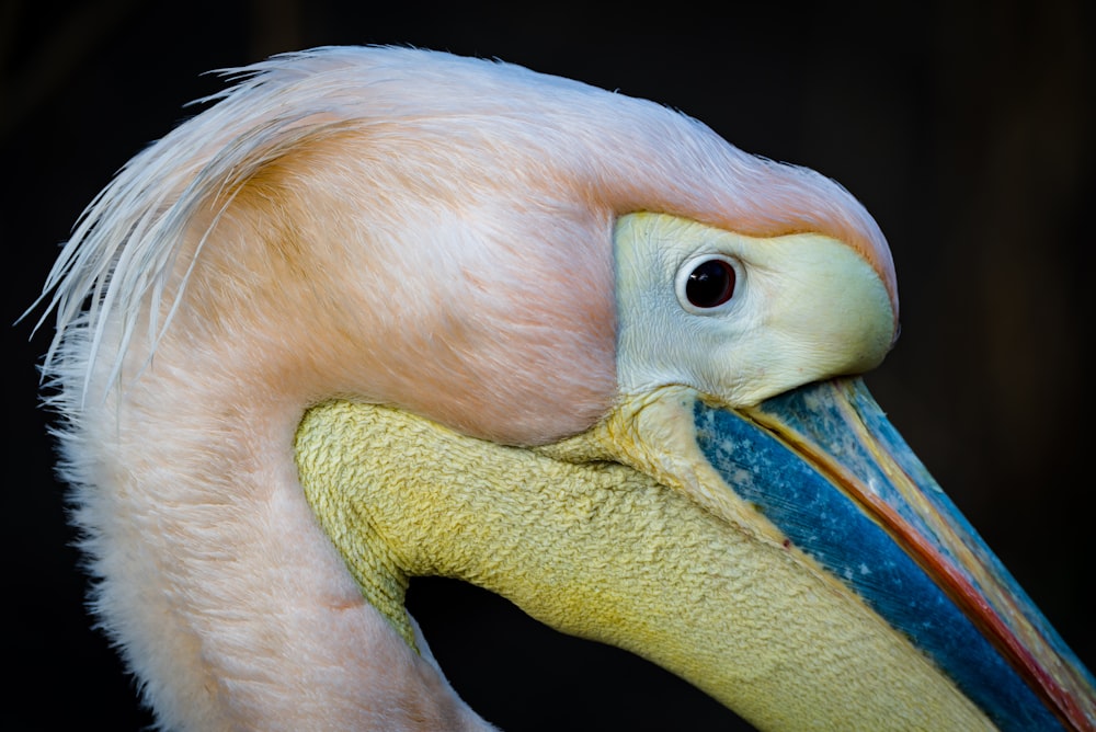 a close up of a bird with a long beak