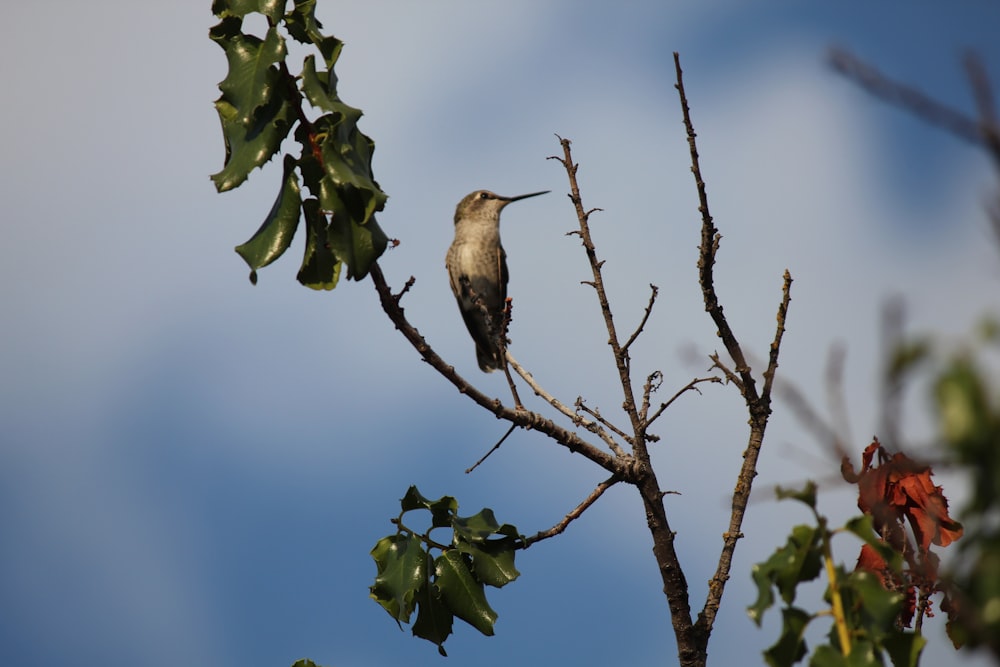 a hummingbird perched on a tree branch with leaves