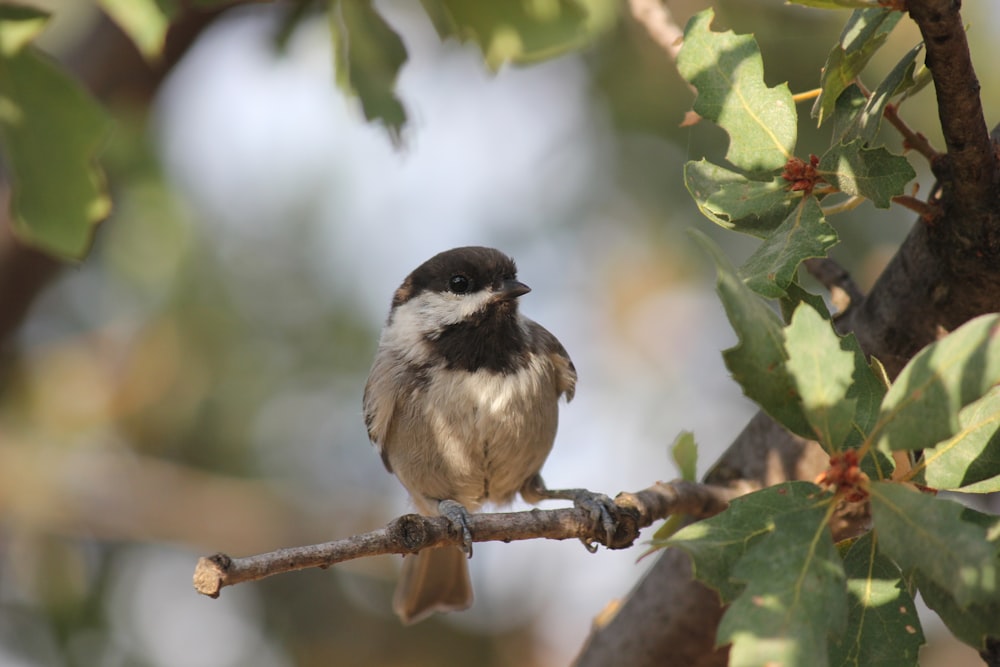 a small bird perched on a branch of a tree