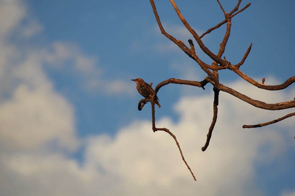 un oiseau assis sur une branche d’arbre