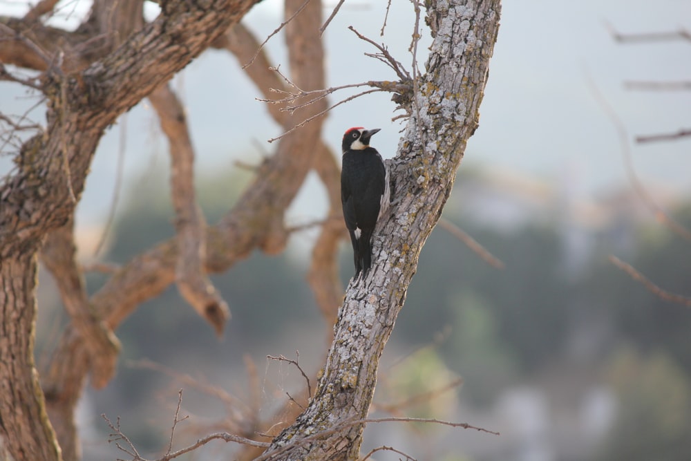 a black and white bird perched on a tree branch