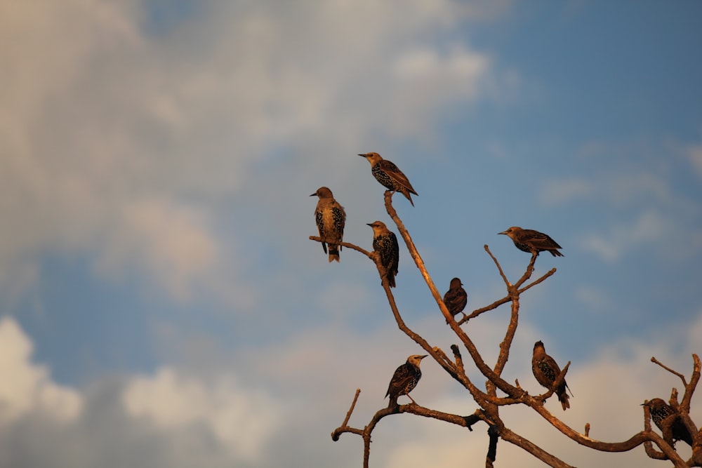 a flock of birds sitting on top of a tree branch