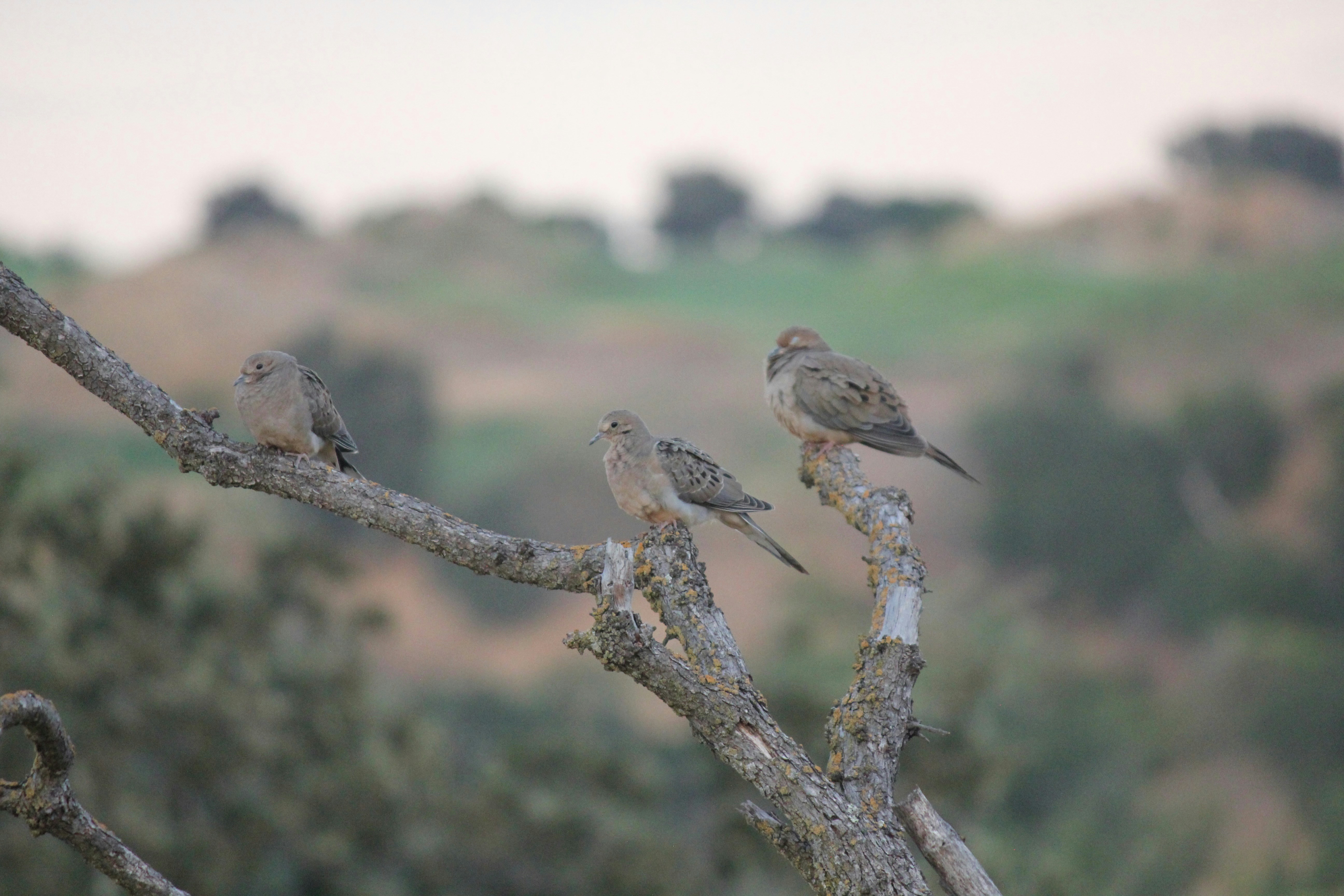 a group of birds sitting on top of a tree branch