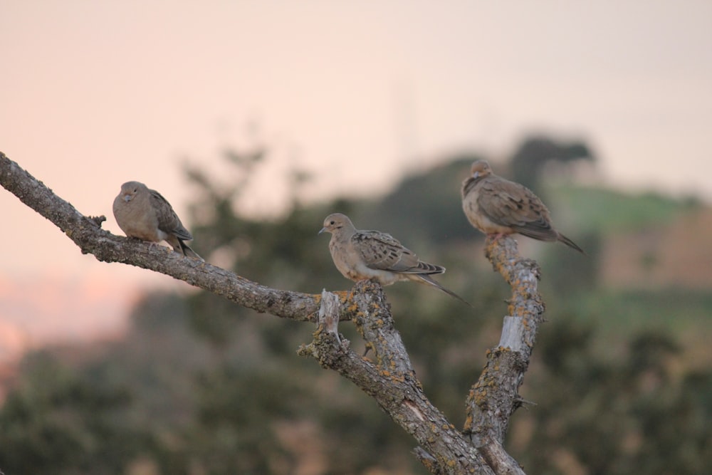 a group of birds sitting on top of a tree branch