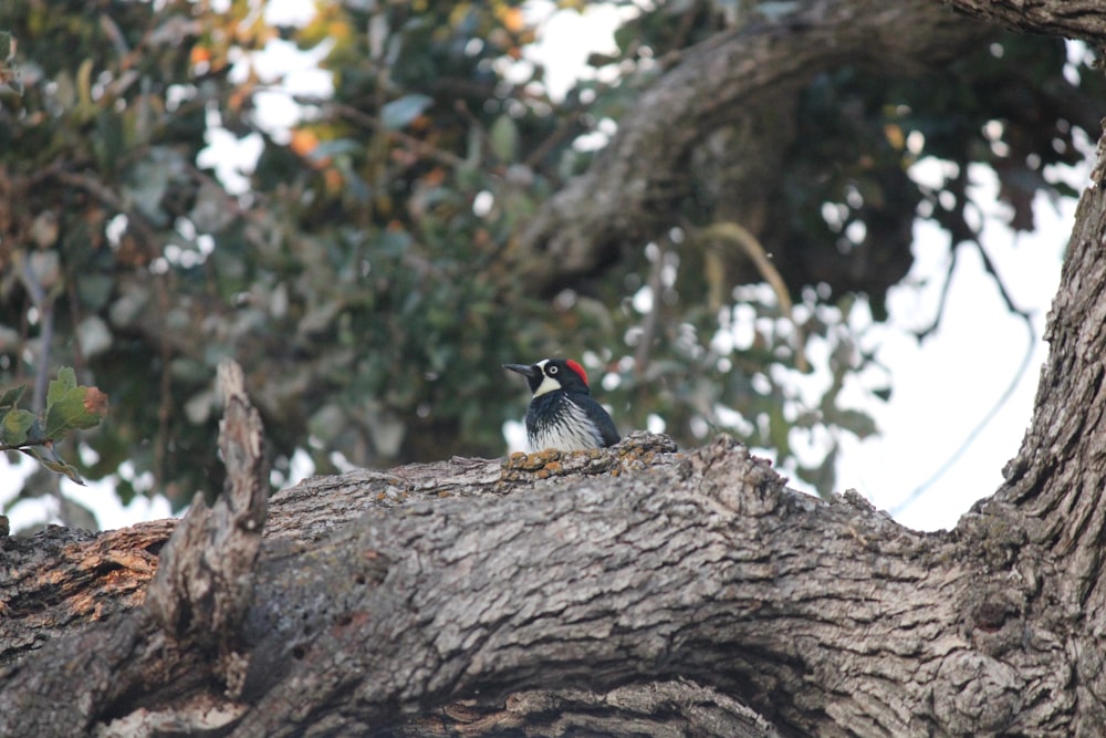 un uccello seduto sulla cima di un ramo d'albero