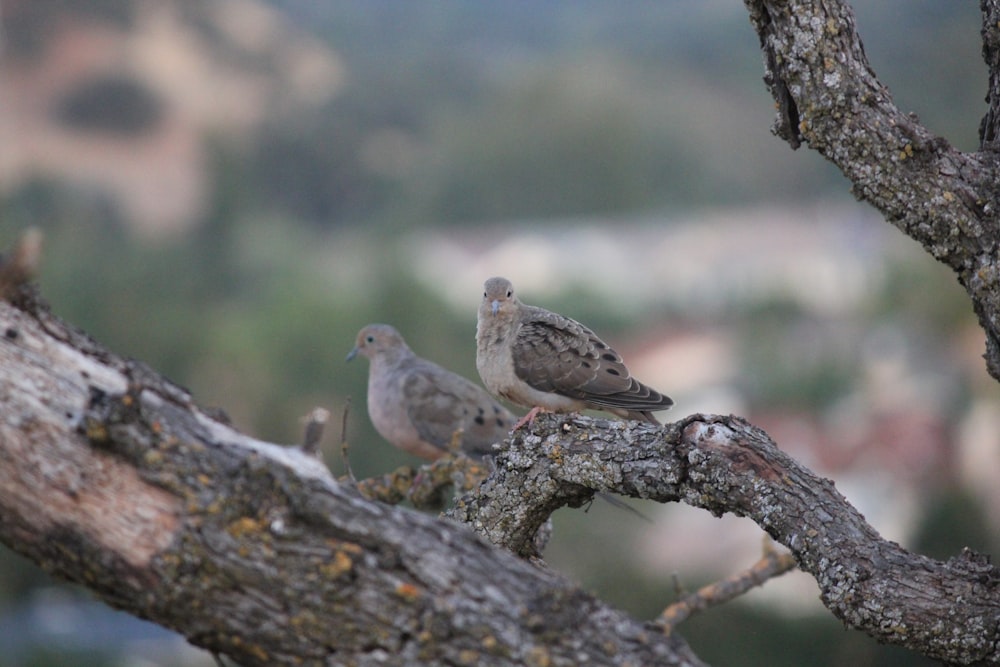 a couple of birds sitting on top of a tree branch