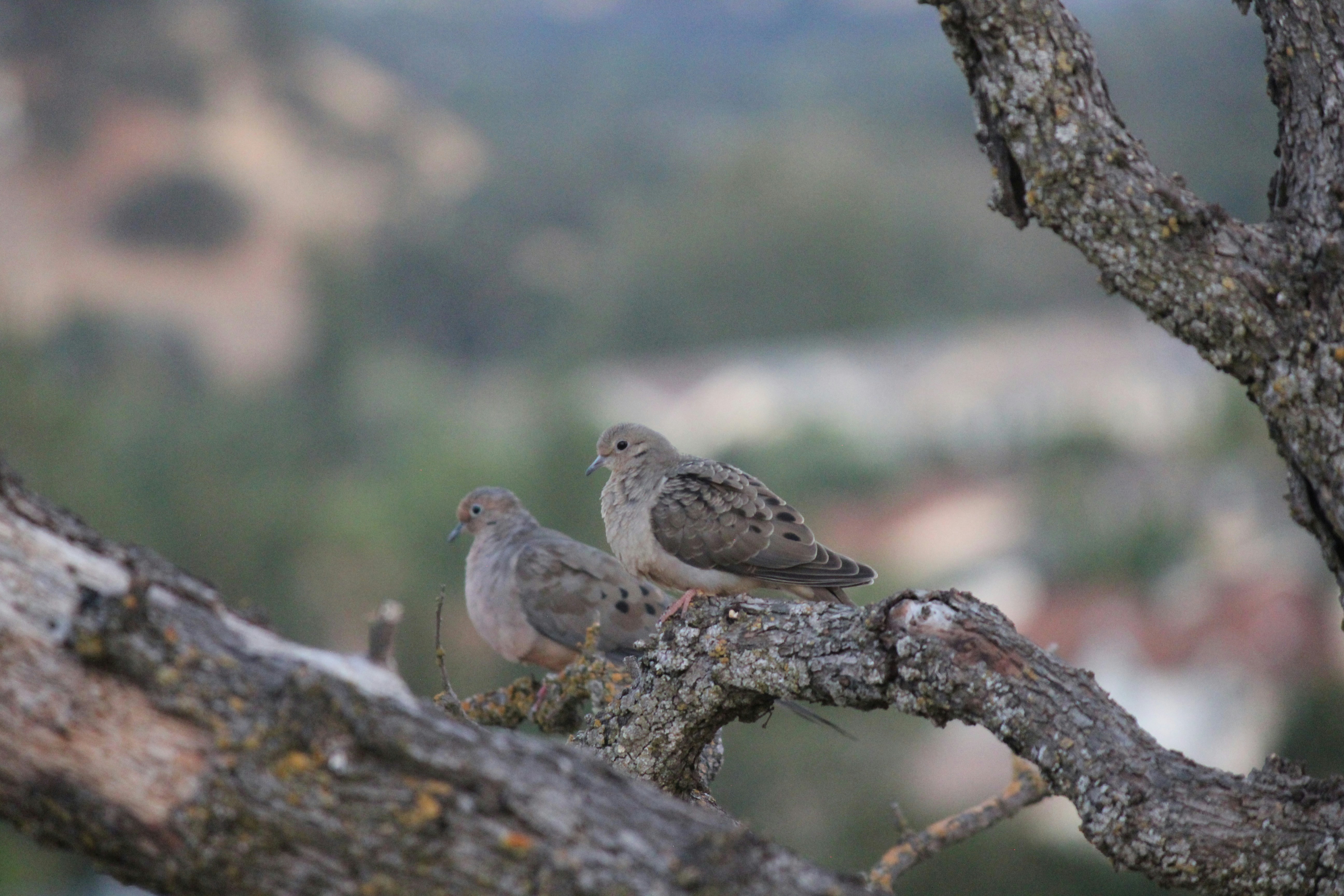 a couple of birds sitting on top of a tree branch