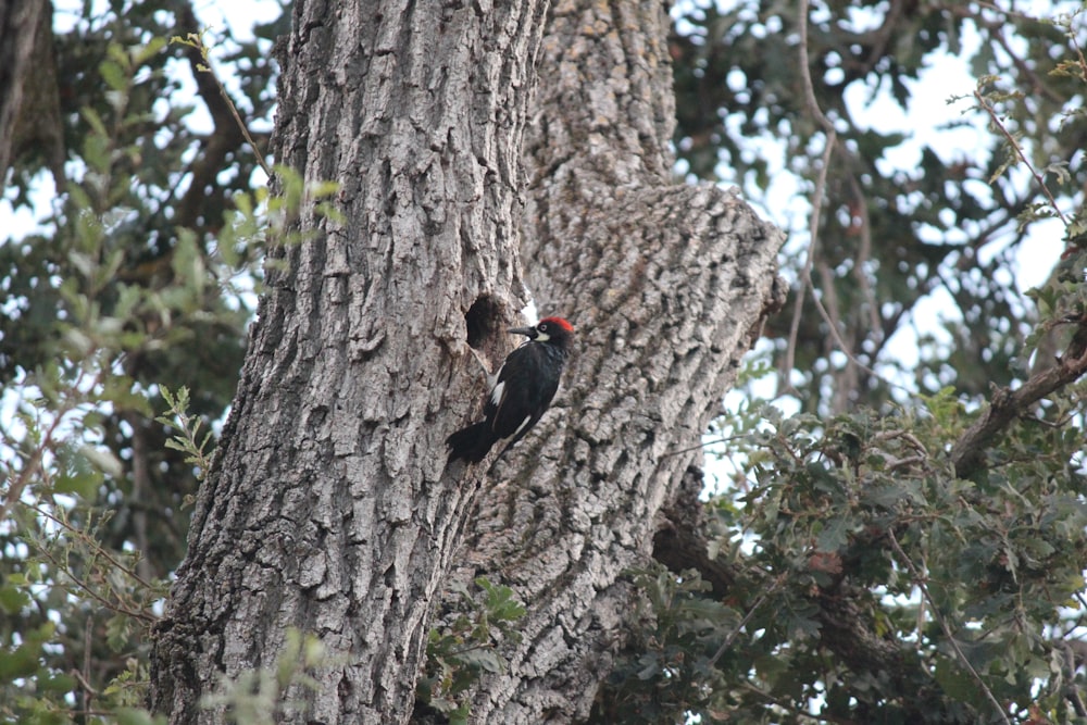 a bird perched on the side of a tree