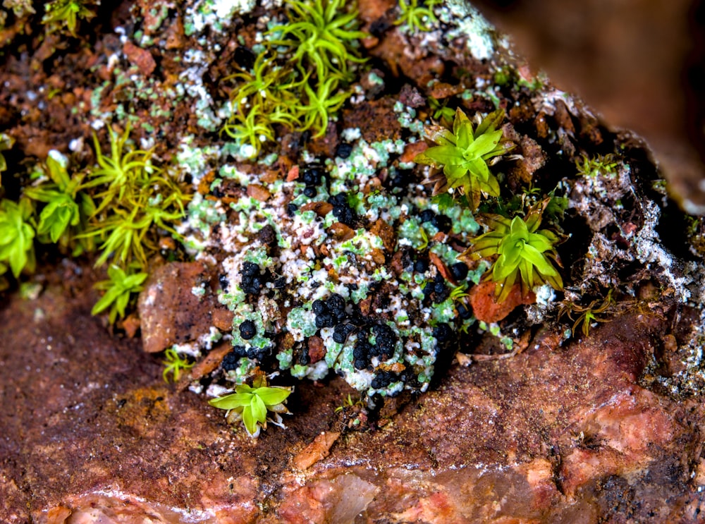 a close up of a moss growing on a rock