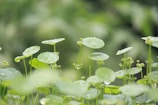 A close-up of soothing green plants in a spa setting.