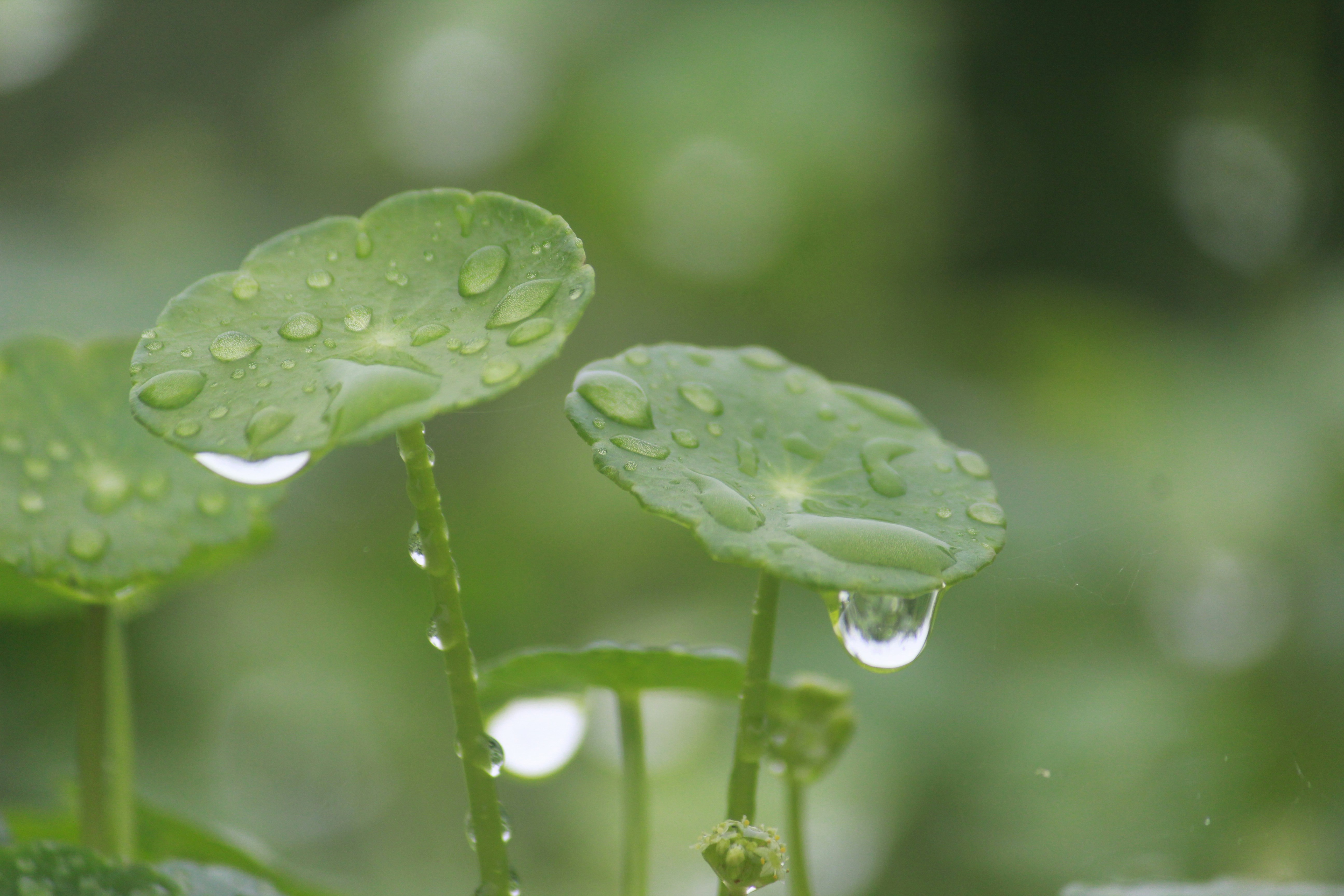 Photo by srini2srinivas