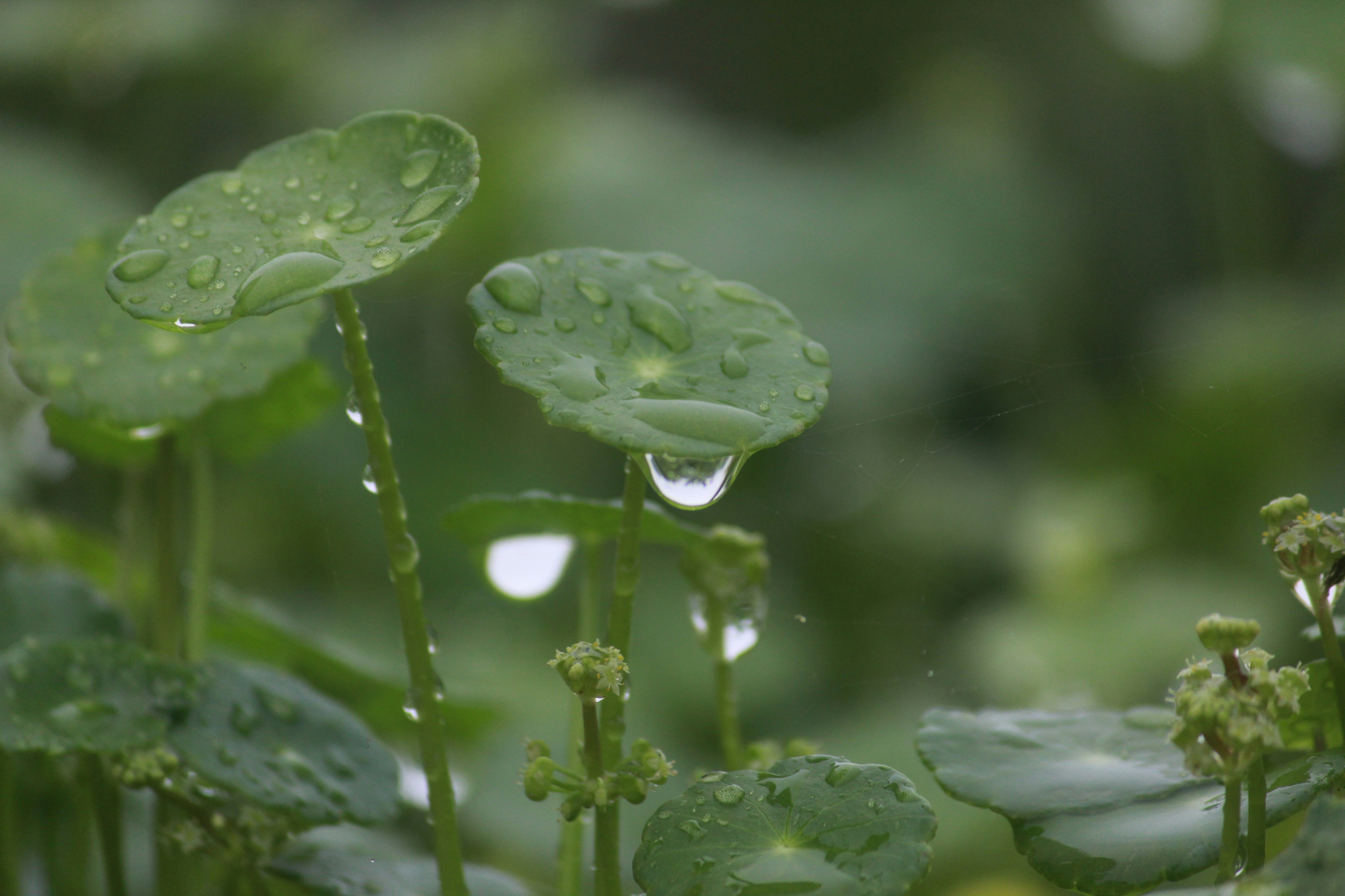 Photo by srini2srinivas