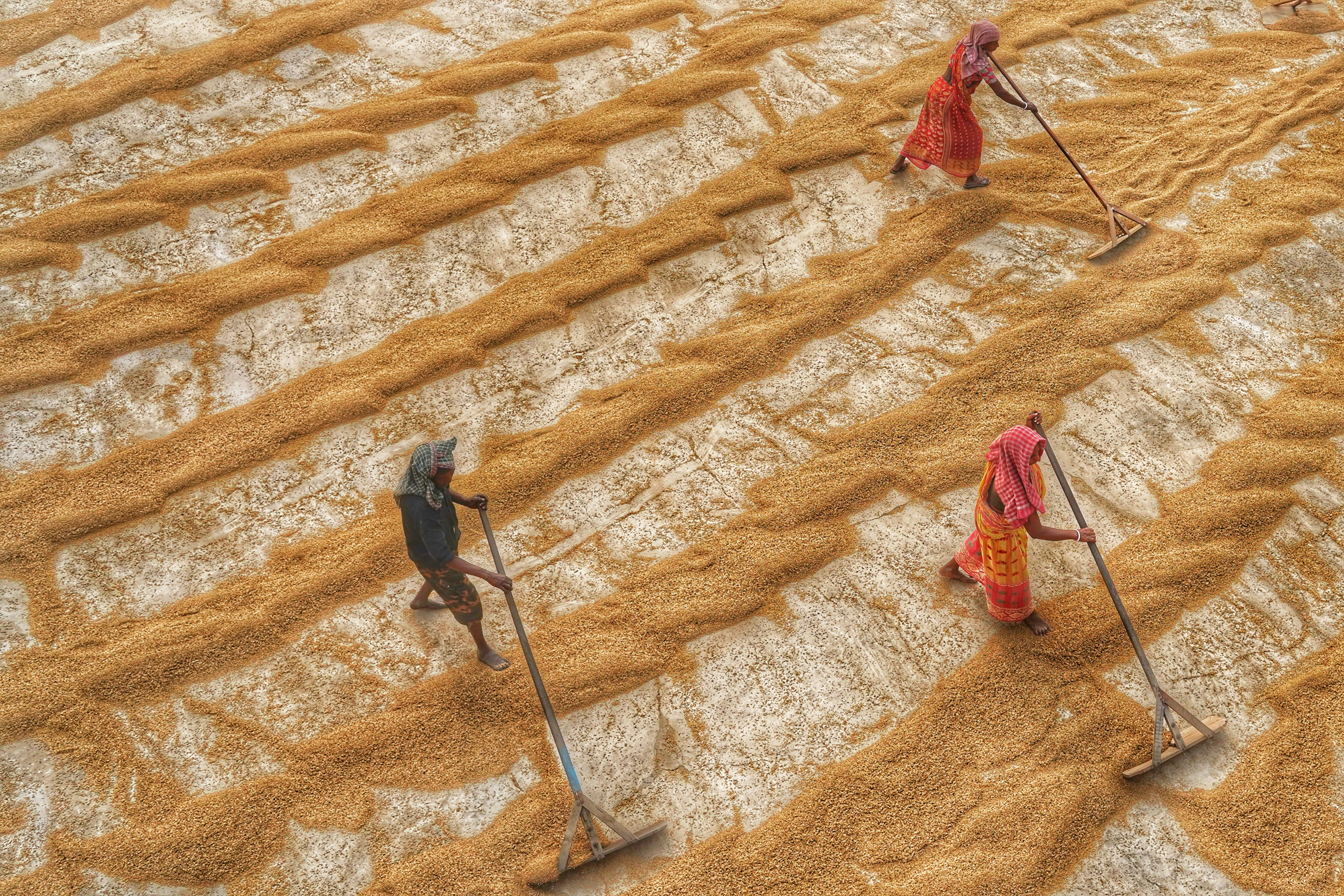 Premium Agricultural Seeds for Sale