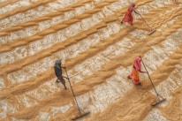 Three individuals are working in a vast open area, spreading out grains or seeds with long-handled tools. The grains are arranged in parallel rows, creating a textured pattern across the surface. The workers are dressed in colorful clothing, and their heads are covered with cloths for protection from the sun.