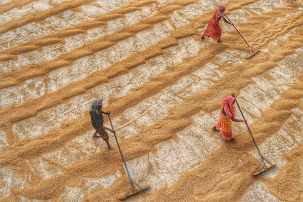 Three individuals are working in a vast open area, spreading out grains or seeds with long-handled tools. The grains are arranged in parallel rows, creating a textured pattern across the surface. The workers are dressed in colorful clothing, and their heads are covered with cloths for protection from the sun.