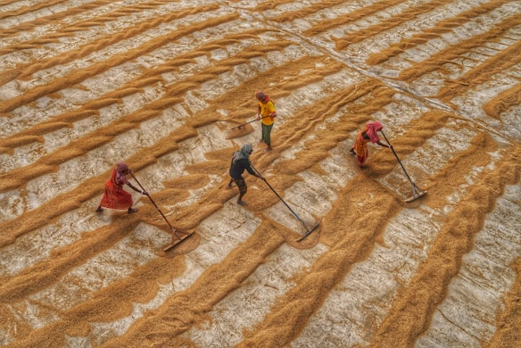 Four people are working together arranging rows of grain on the ground. They are using long rakes to spread the grains evenly across a large surface. The grains form parallel lines that extend across a textured, light-colored ground.