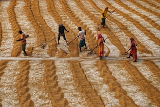Workers are spreading heaps of grain on a large field, creating rows with their rakes. The field is filled with golden brown grain, and the people are dressed in colorful clothing, energetically engaging in their task.