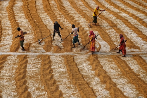 Workers are spreading heaps of grain on a large field, creating rows with their rakes. The field is filled with golden brown grain, and the people are dressed in colorful clothing, energetically engaging in their task.