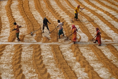 Workers are spreading heaps of grain on a large field, creating rows with their rakes. The field is filled with golden brown grain, and the people are dressed in colorful clothing, energetically engaging in their task.