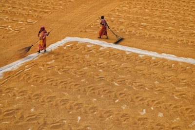 Two people, dressed in colorful traditional attire, are working in a large field of grains. They are using long tools to spread or gather the grains in an organized pattern across the ground. The field is a vast area with a rich golden hue, and the workers are separated by pathways or sections of white marking.