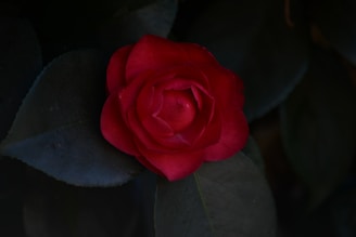 A vivid red rose bloom is prominently displayed against dark green foliage. The petals are tightly layered, showcasing a classic rose shape, and the lush greenery provides a contrasting backdrop.