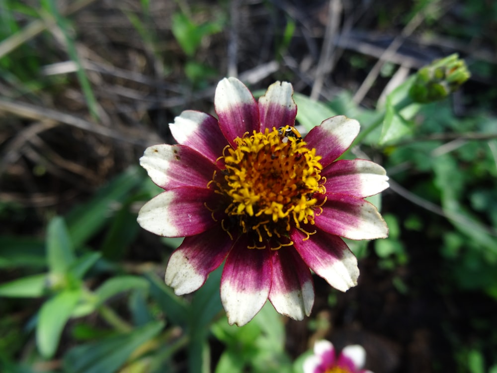 a close up of a pink and white flower