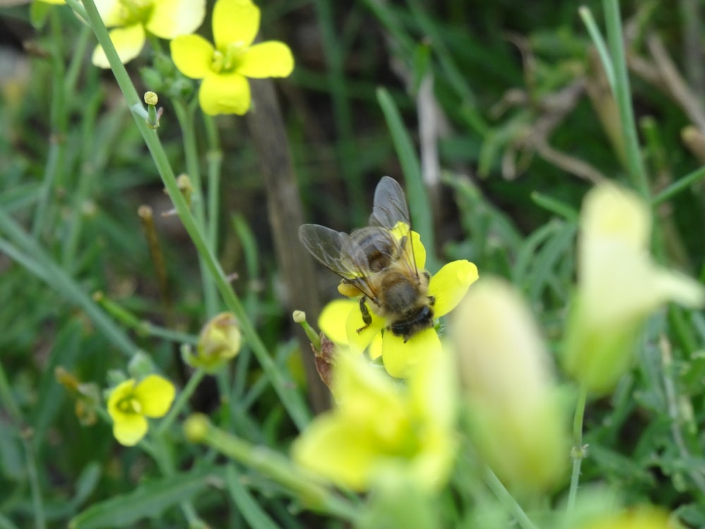 a bee sitting on top of a yellow flower