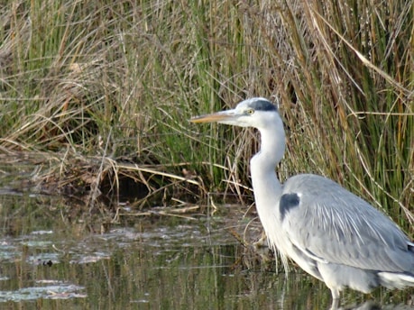 un oiseau blanc sur fond d'un lac et d'herbes hautes
