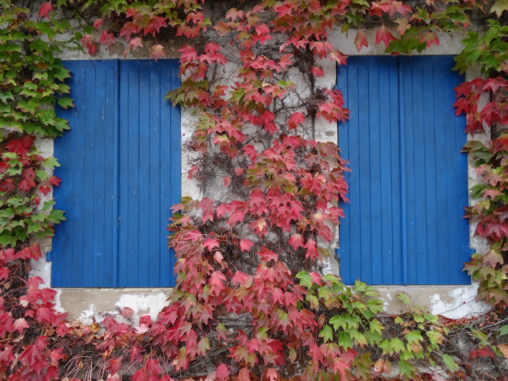 a window with blue shutters covered in green and red leaves