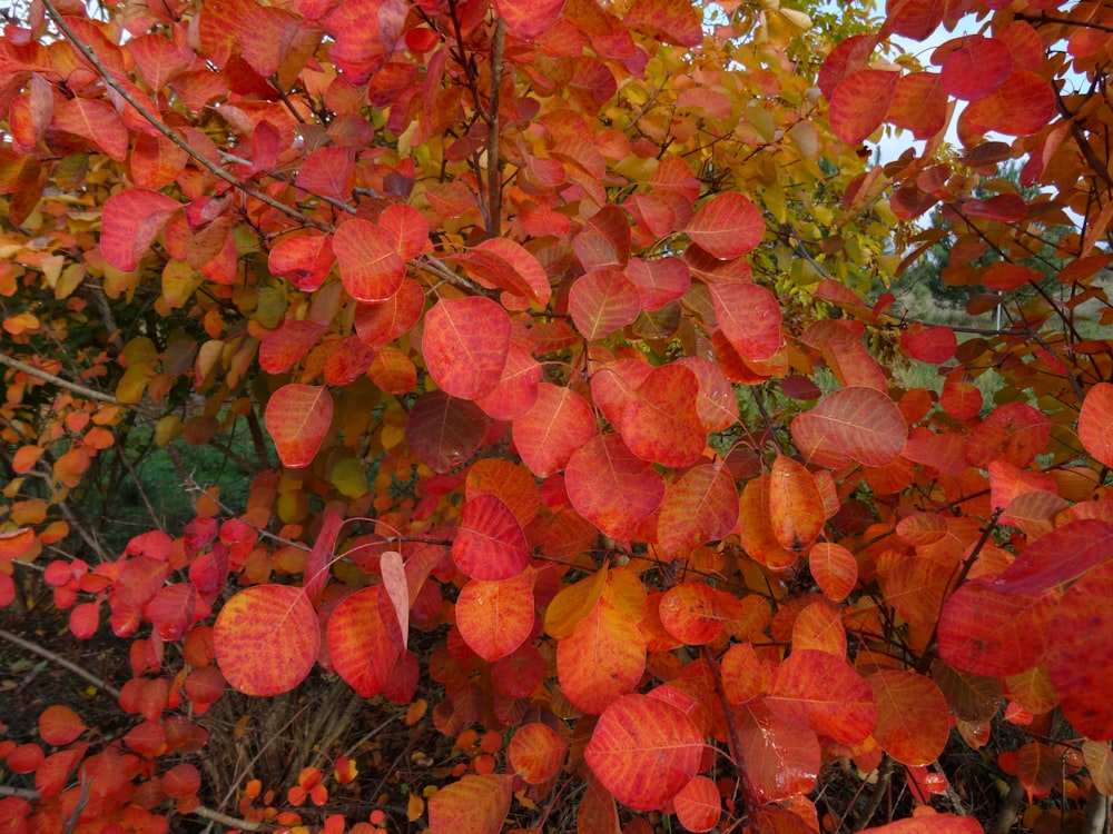 a bunch of leaves that are on a tree