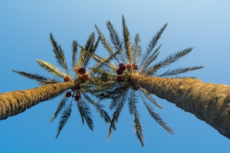 A scenic view of date palms in Madinah under a clear blue sky.
