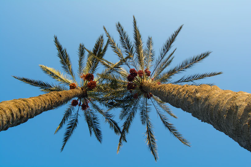 A vibrant row of healthy date palms under a clear Abu Dhabi sky at the nursery.