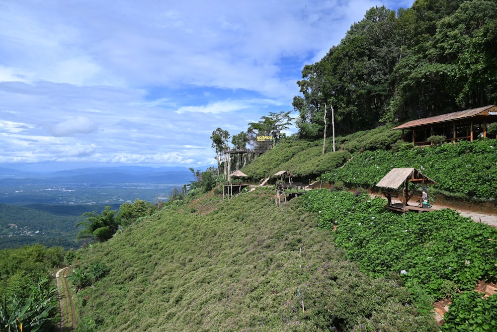 a lush green hillside covered in lots of trees