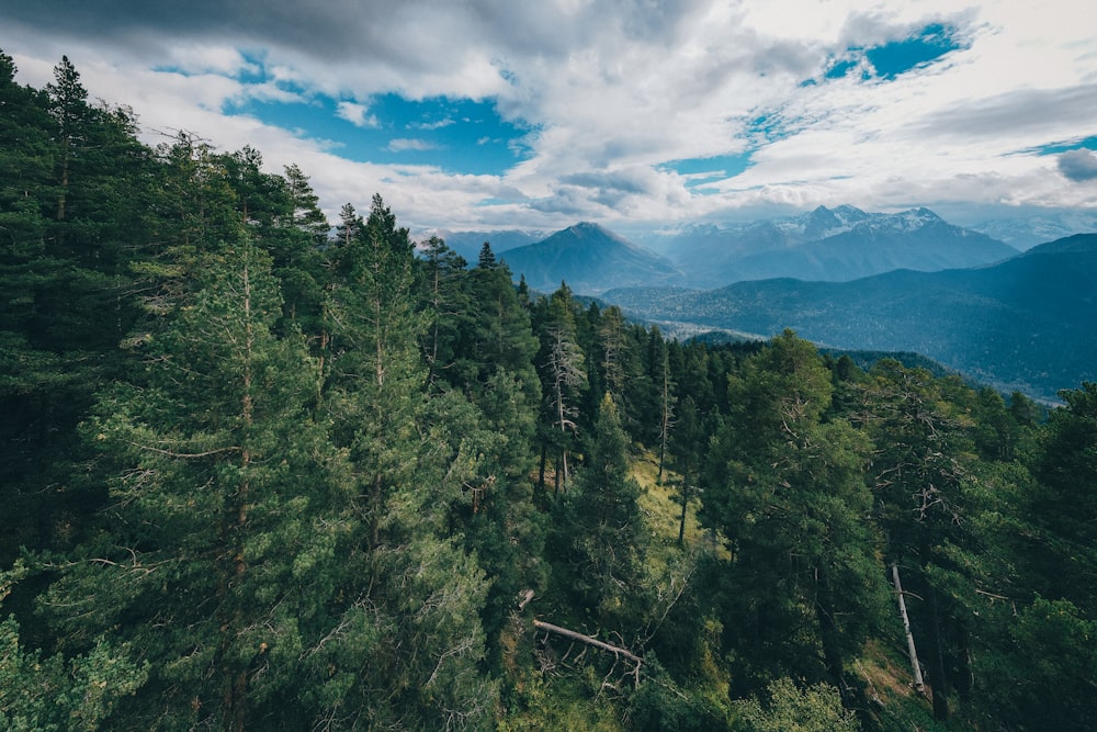 a view of a forest with mountains in the background