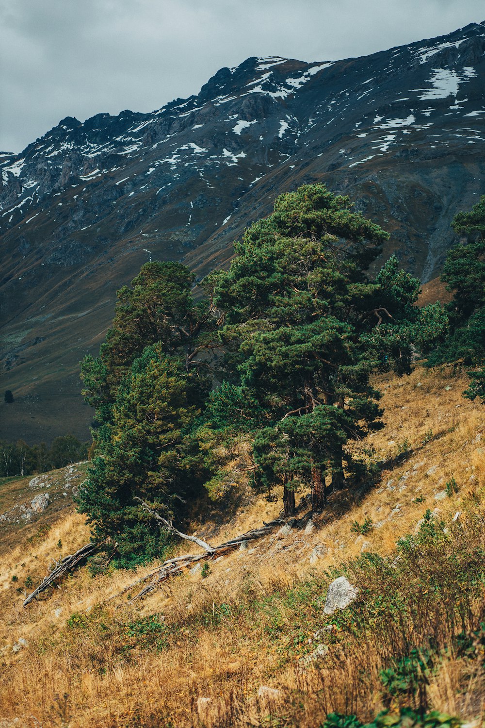 a group of trees sitting on the side of a mountain