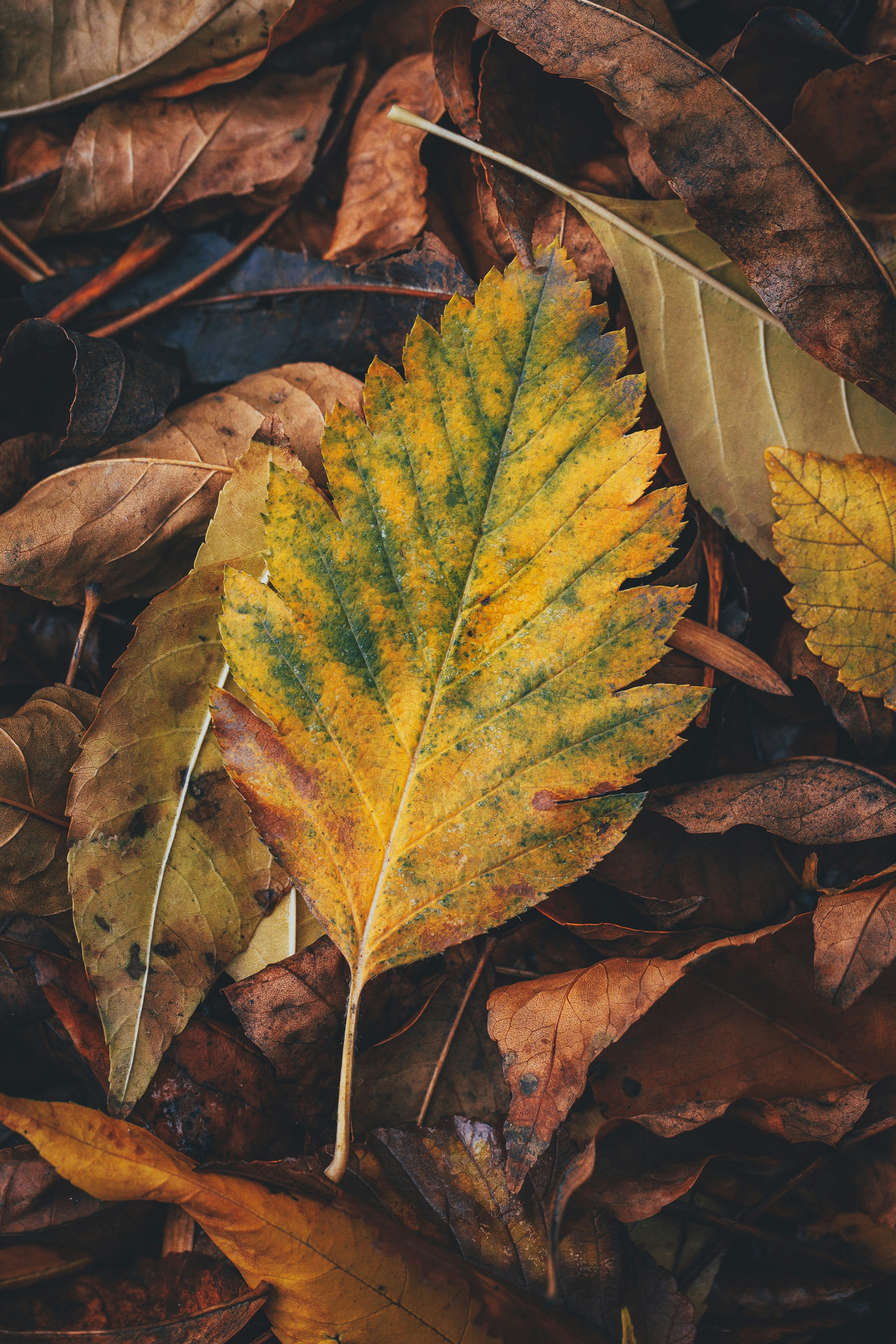 ein gelbes und grünes Blatt, das auf dem Boden liegt