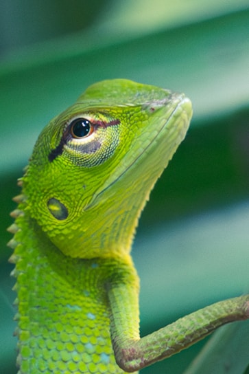 A close-up of a colorful exotic reptile perched on a lush green leaf, showcasing its unique patterns.