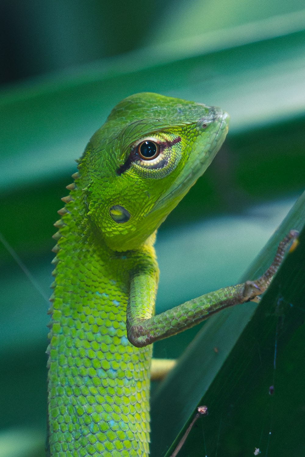 a close up of a green lizard on a branch