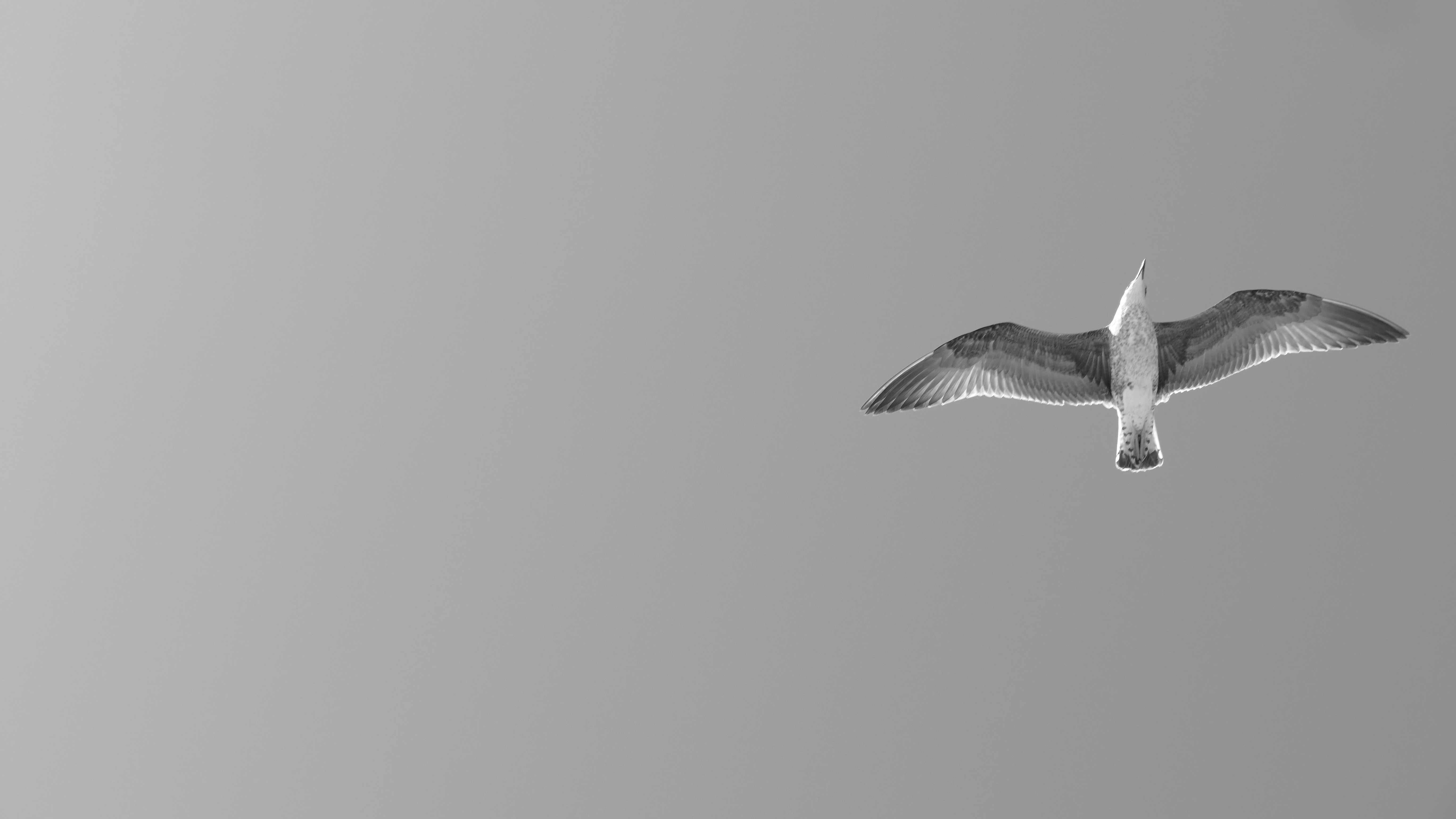 Photo by ranibeta300