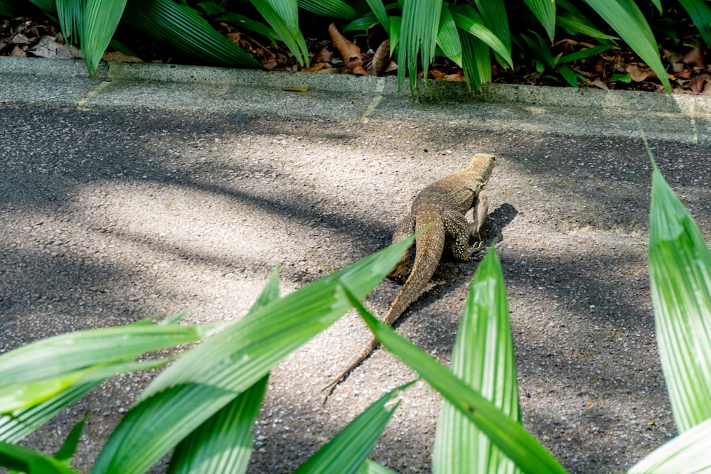 a lizard is standing in the middle of the road